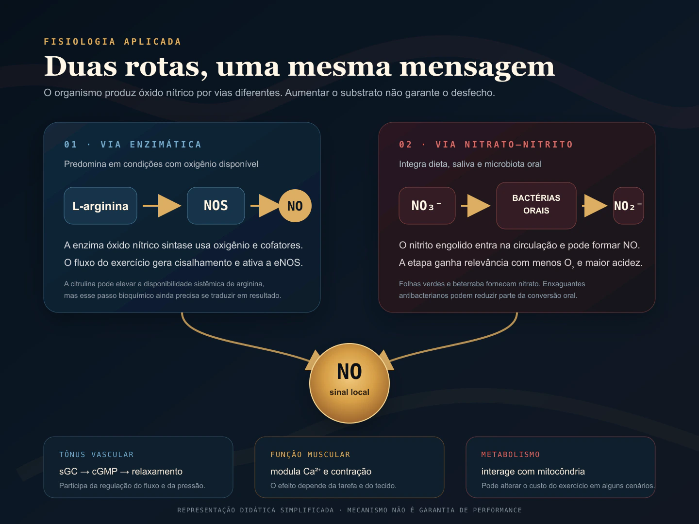 Comparação entre a via enzimática da arginina e a via enterossalivar do nitrato até a formação de óxido nítrico.
